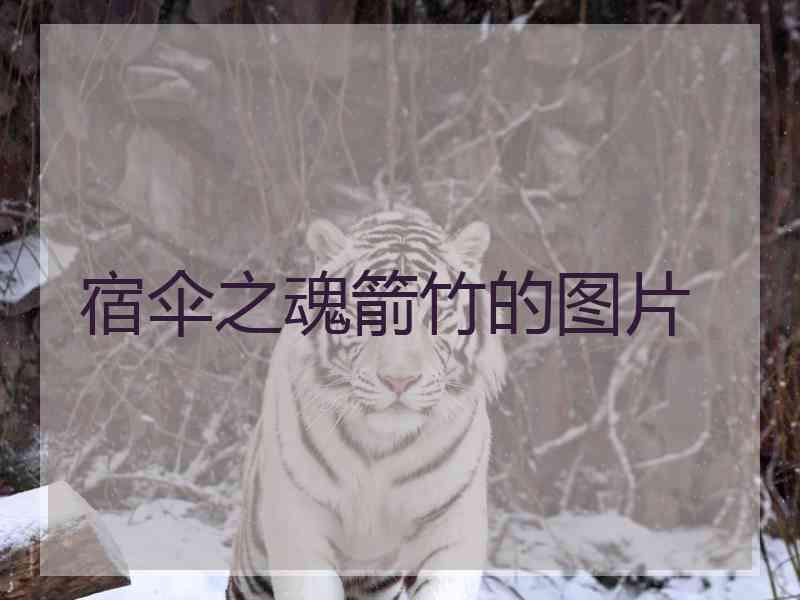 宿伞之魂箭竹的图片