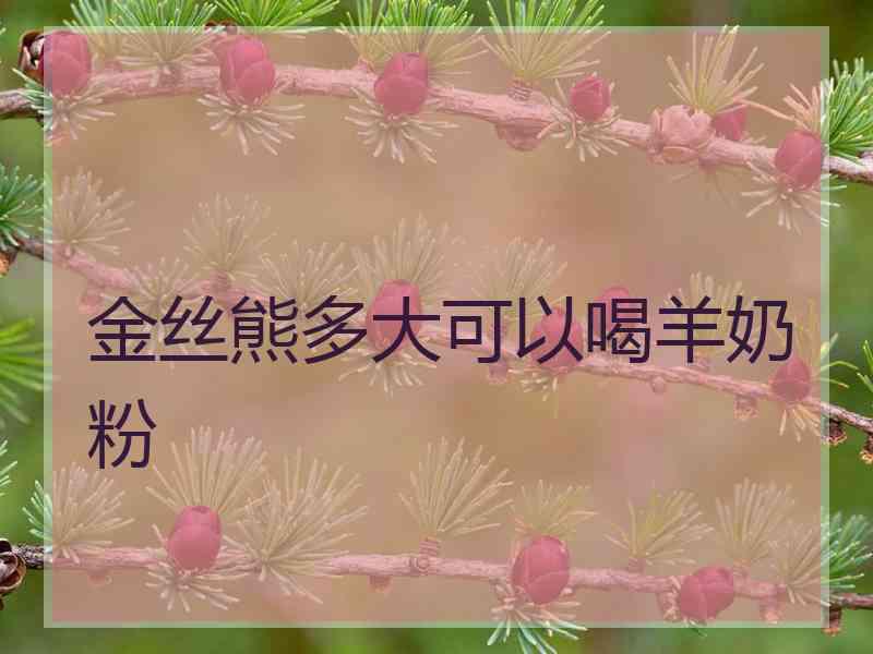 金丝熊多大可以喝羊奶粉