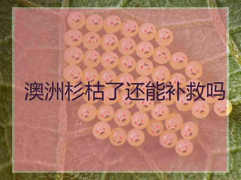 澳洲杉枯了还能补救吗