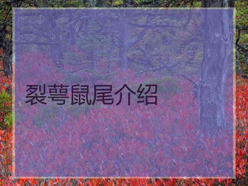 裂萼鼠尾介绍
