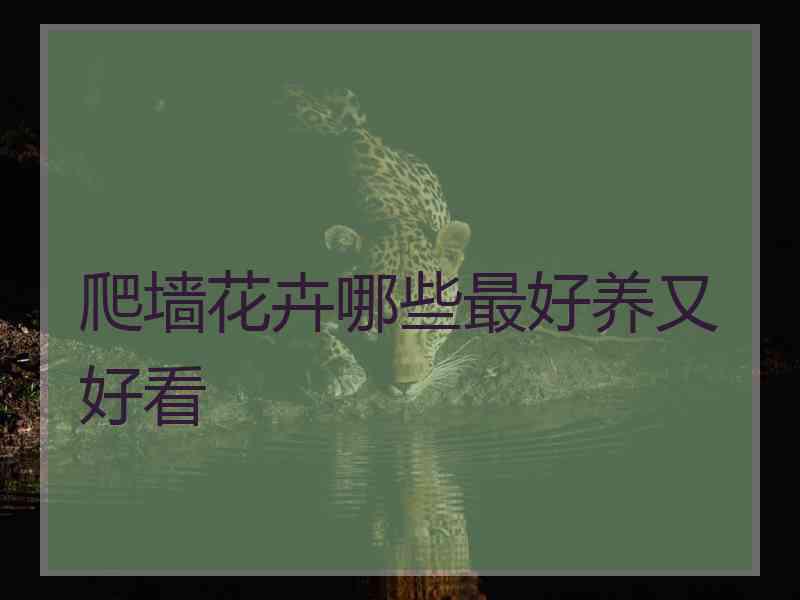 爬墙花卉哪些最好养又好看