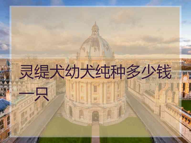灵缇犬幼犬纯种多少钱一只