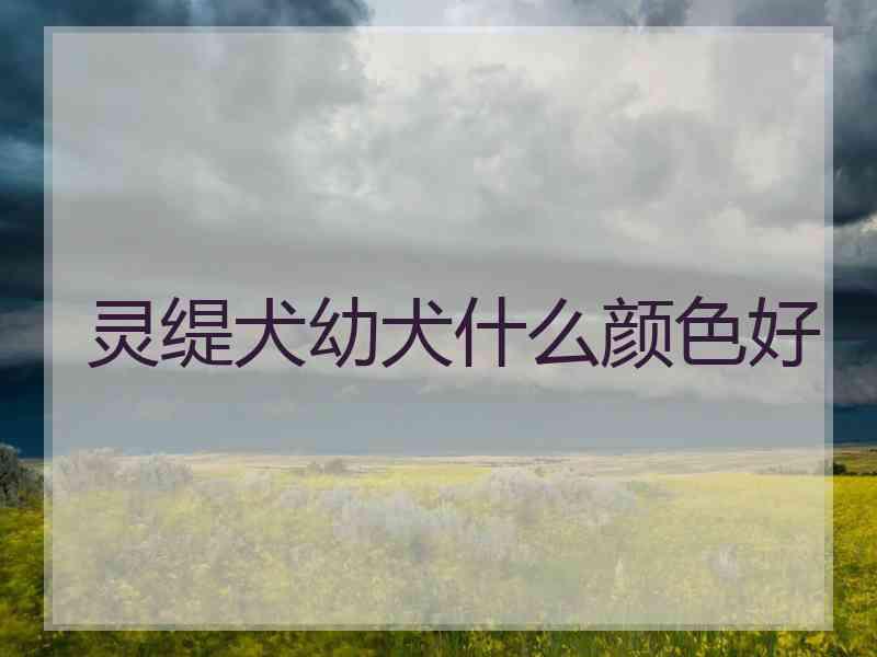灵缇犬幼犬什么颜色好