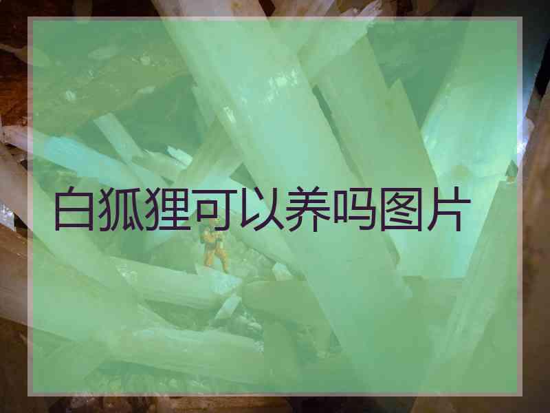 白狐狸可以养吗图片