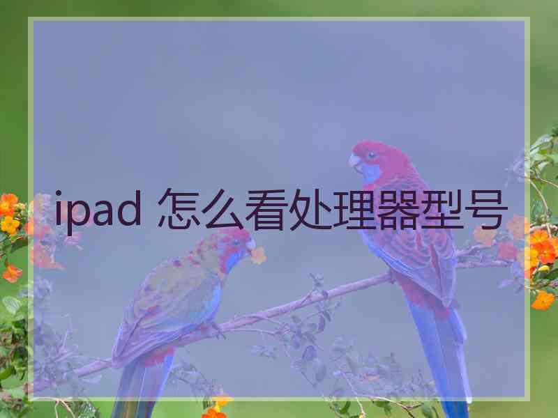 ipad 怎么看处理器型号