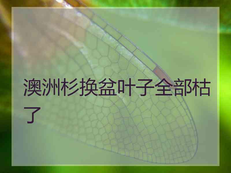 澳洲杉换盆叶子全部枯了