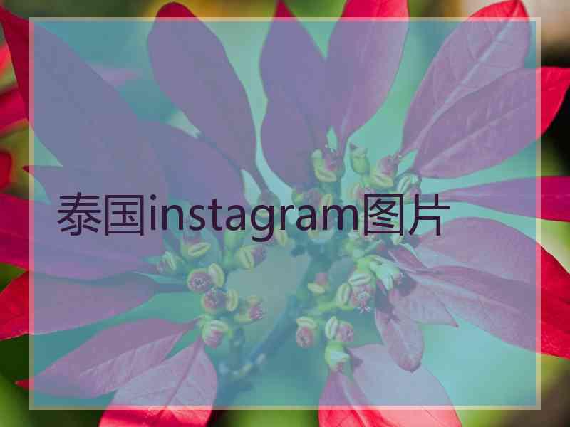 泰国instagram图片
