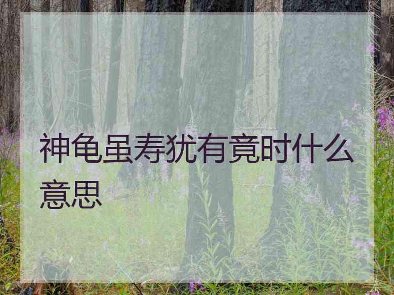 神龟虽寿犹有竟时什么意思