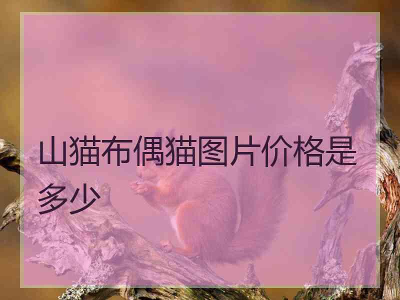 山猫布偶猫图片价格是多少