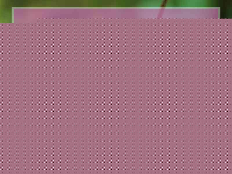 twitter设置代理