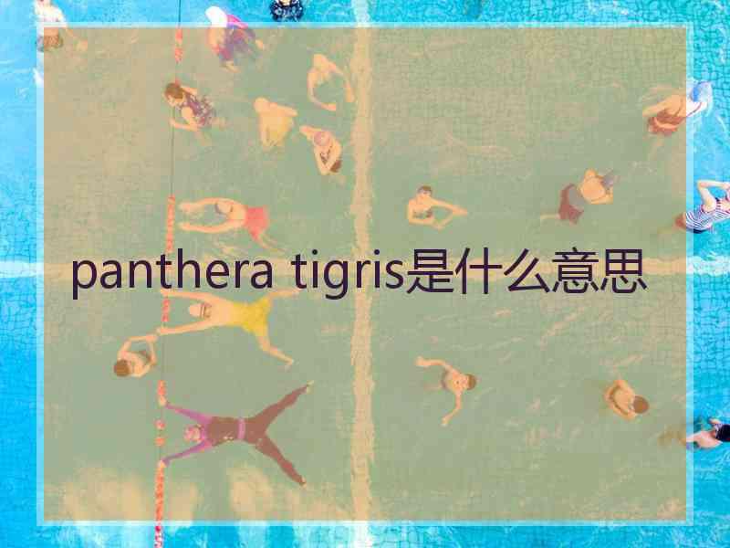 panthera tigris是什么意思