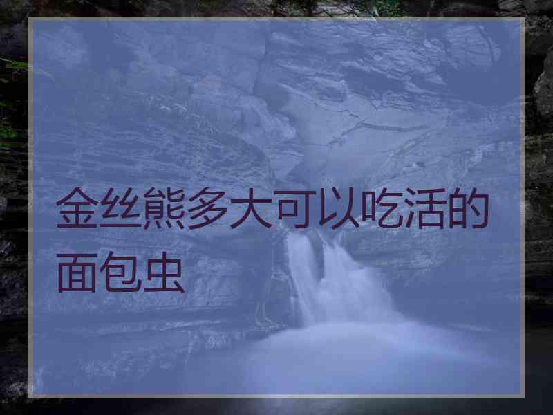 金丝熊多大可以吃活的面包虫