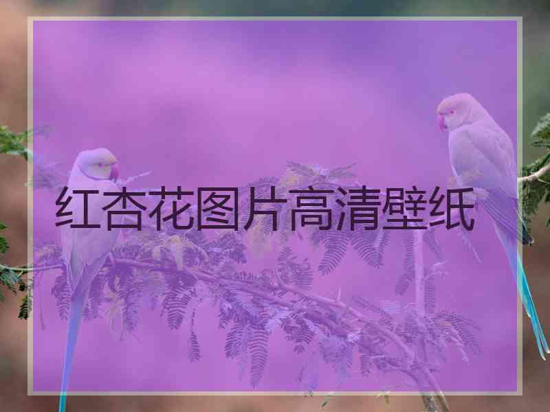 红杏花图片高清壁纸