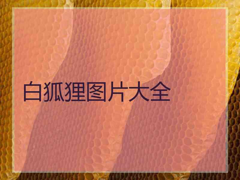 白狐狸图片大全