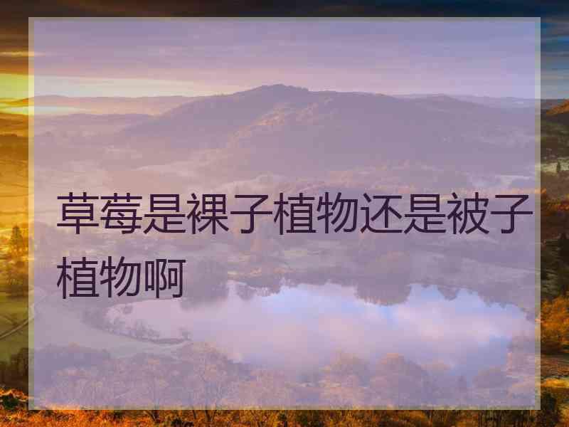 草莓是裸子植物还是被子植物啊