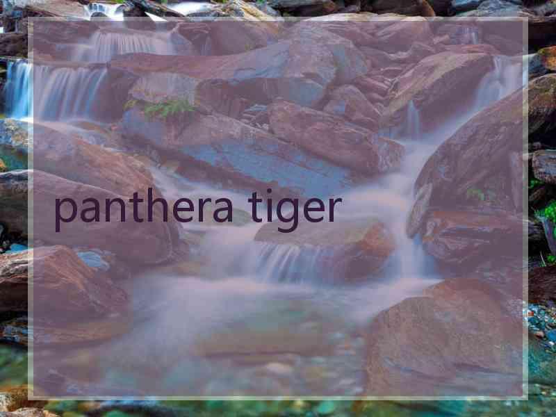 panthera tiger